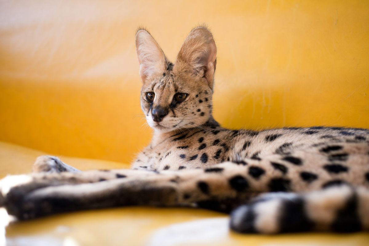 chat le plus cher du monde
