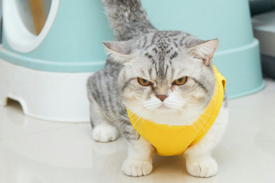 chat le plus petit du monde