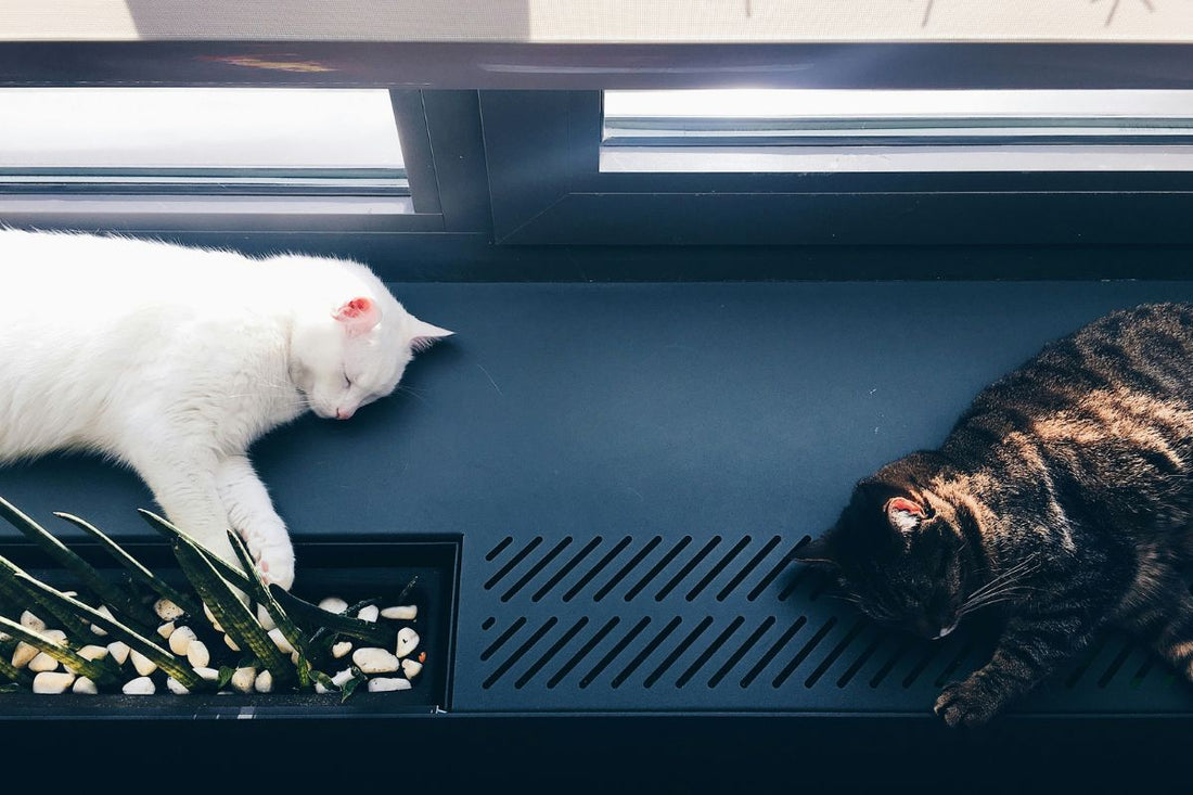 chaleurs chats