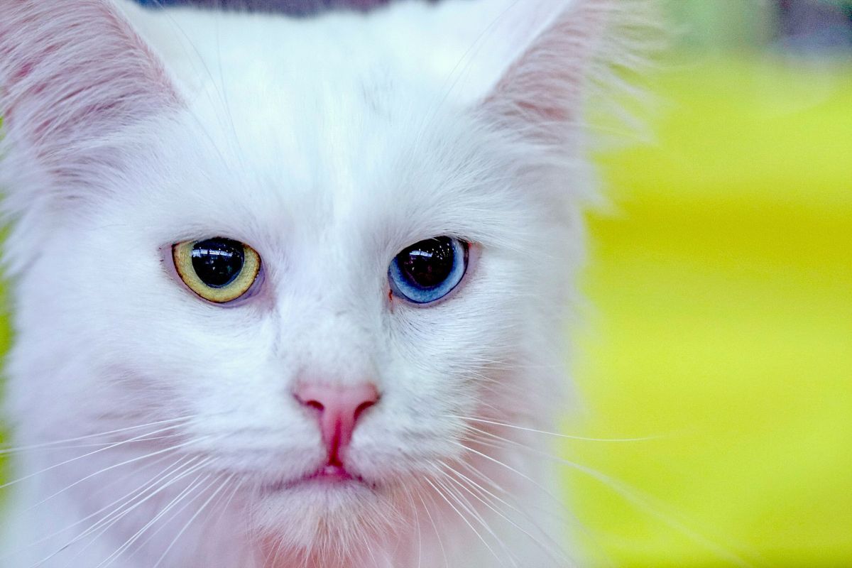 angora turc