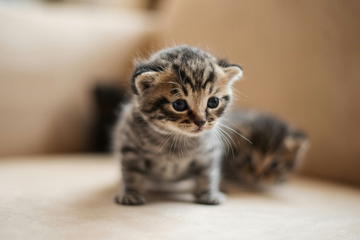 sevrage chaton