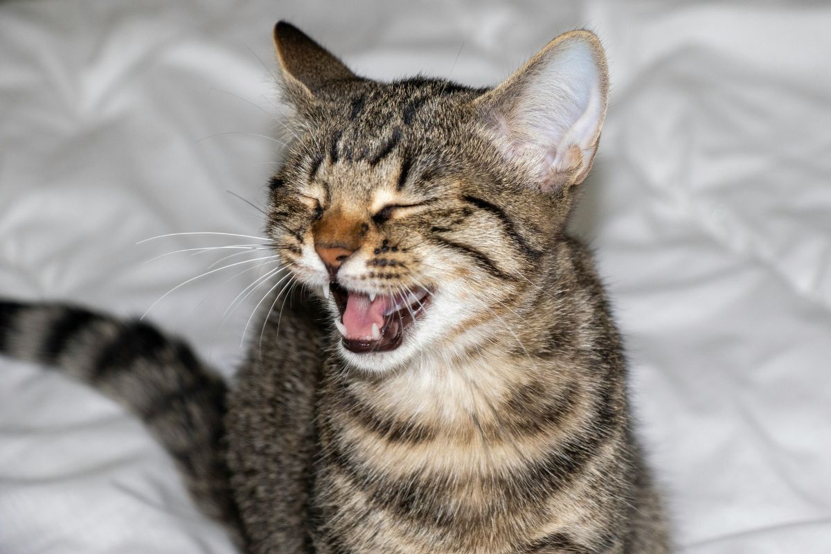 Chaton qui éternue