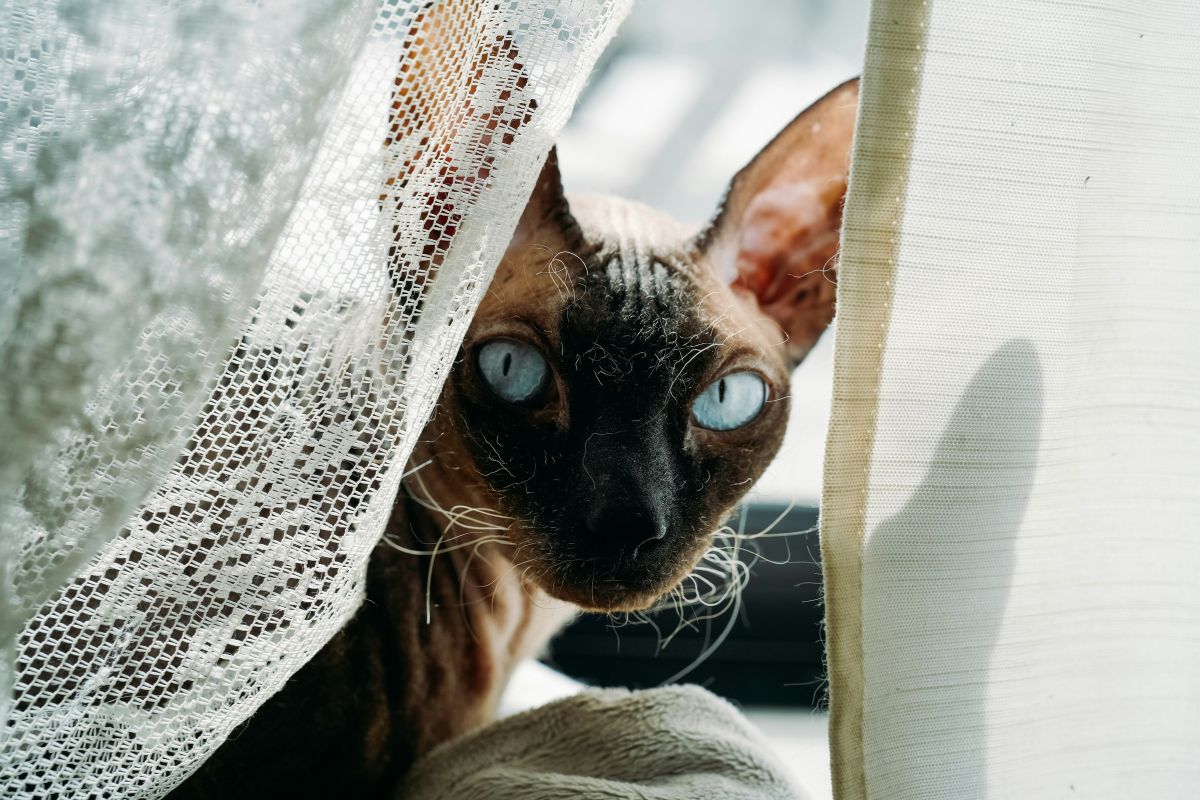 prix chat sphynx