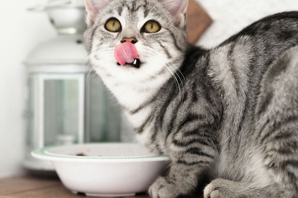 combien de temps un chat peut rester sans manger