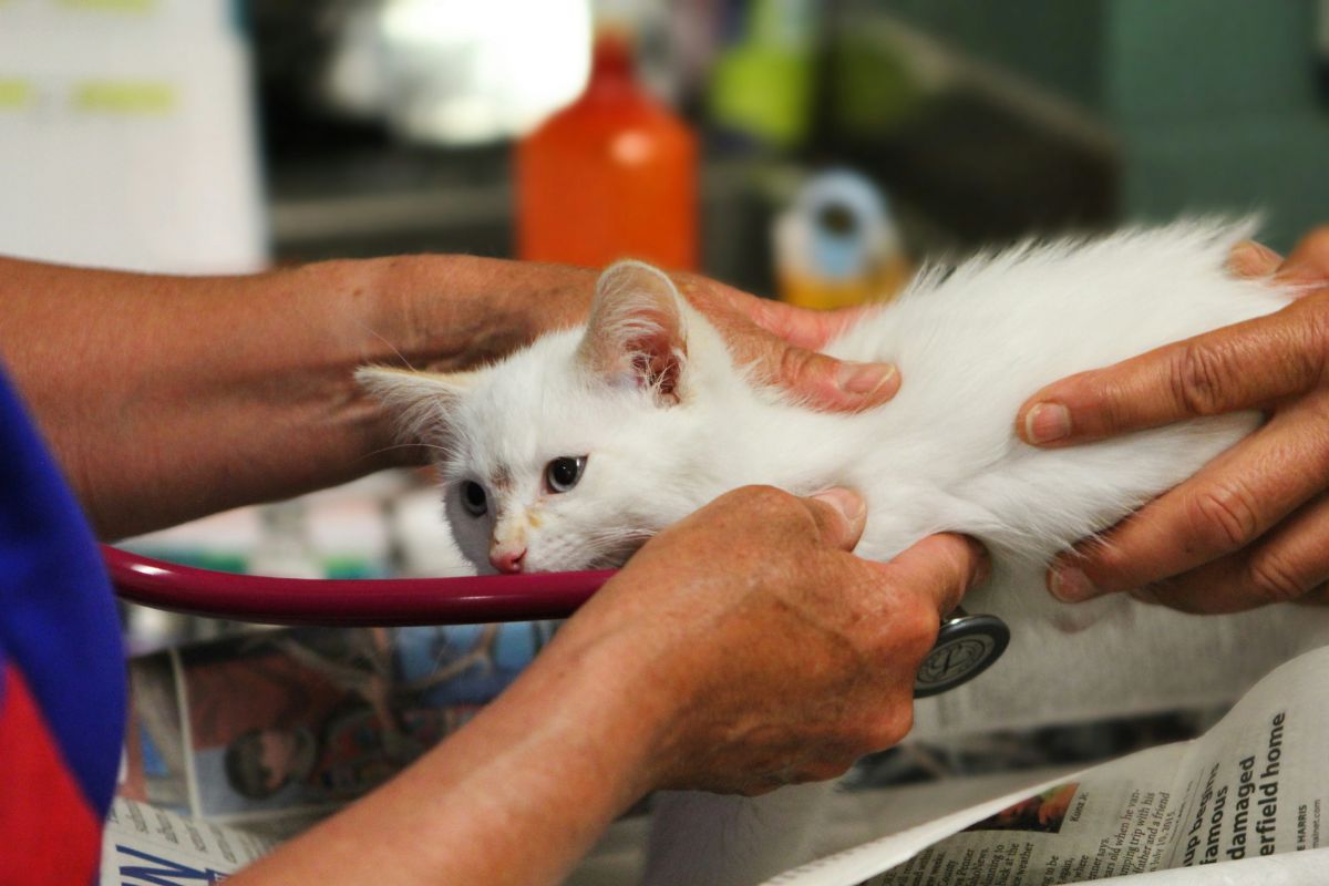 combien de temps peut vivre un chat avec une tumeur