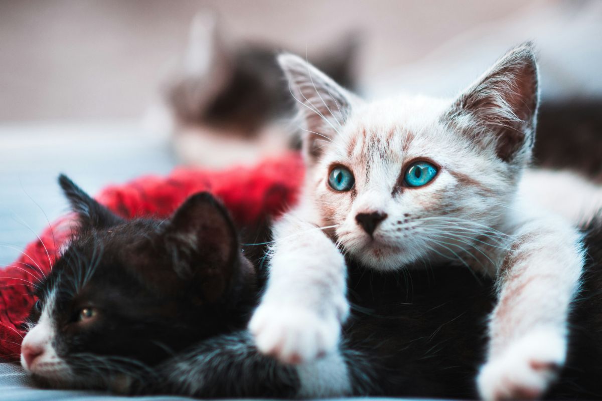 comment dresser un chaton