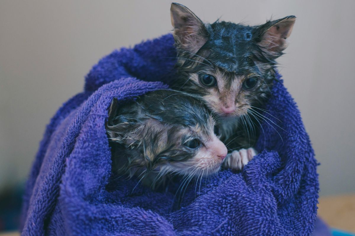 comment rafraîchir un chaton