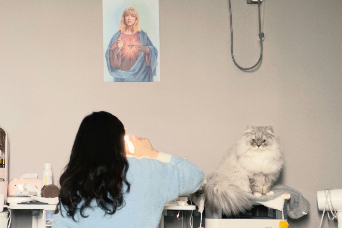 prix stérilisation chat femelle