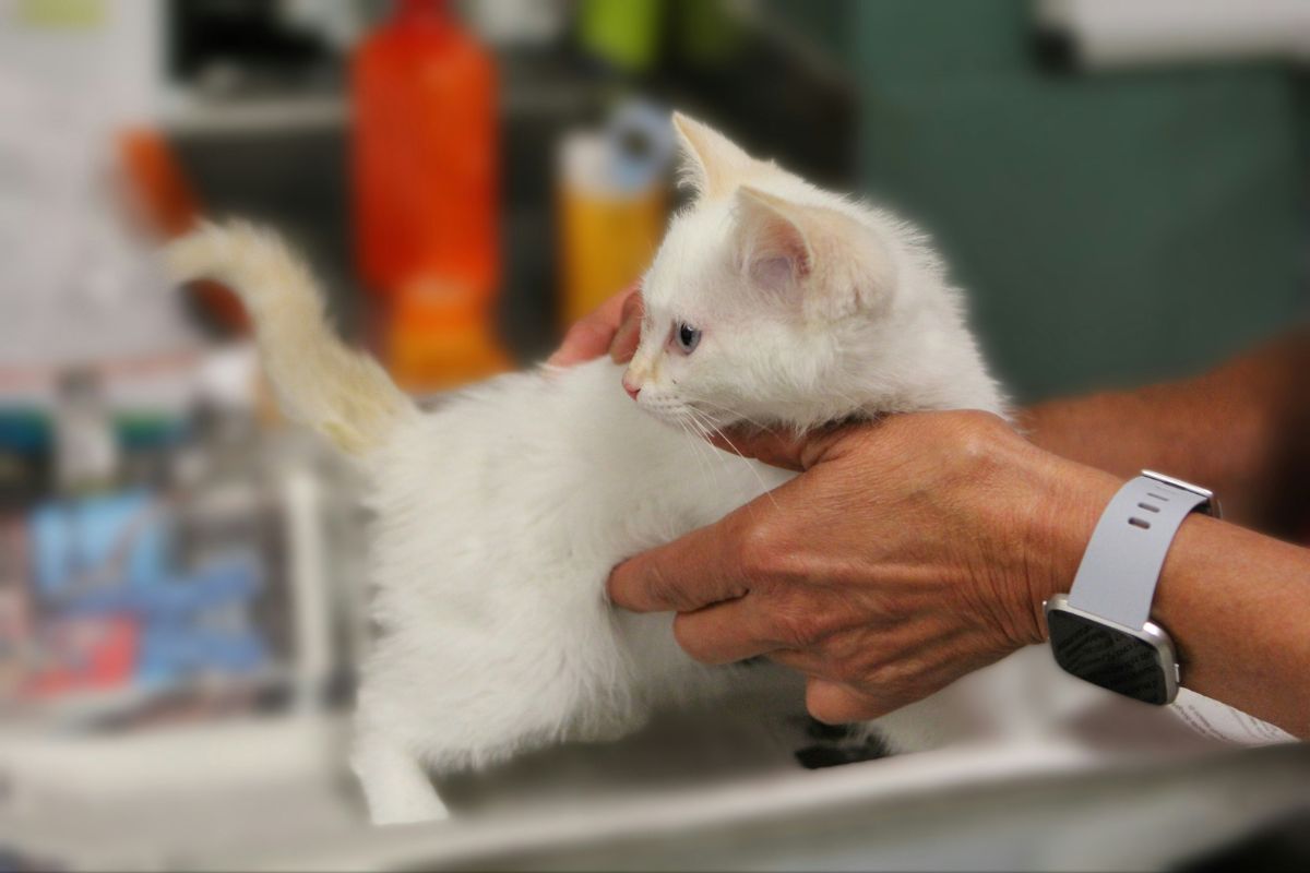 vermifuge pour chat prix