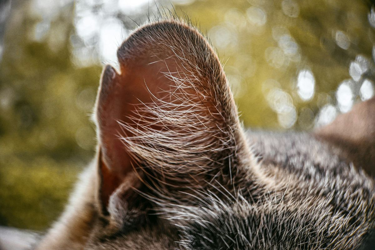 comment nettoyer les oreilles d'un chat