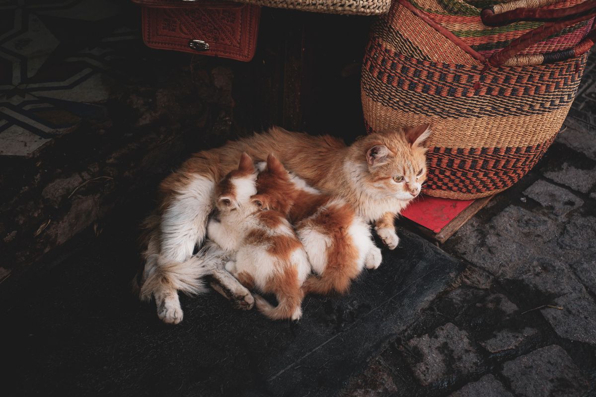 combien de temps entre 2 portée chat