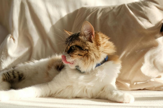 pourquoi mon chat me lèche