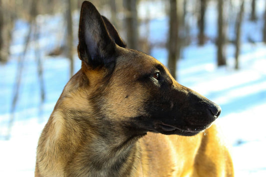 malinois prix