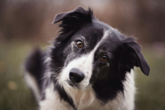 border collie prix