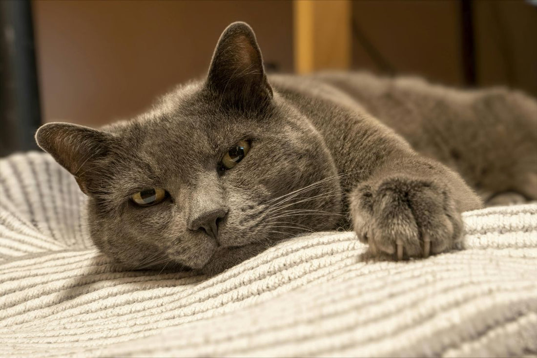 pourquoi mon chat vomit sa nourriture non digérée