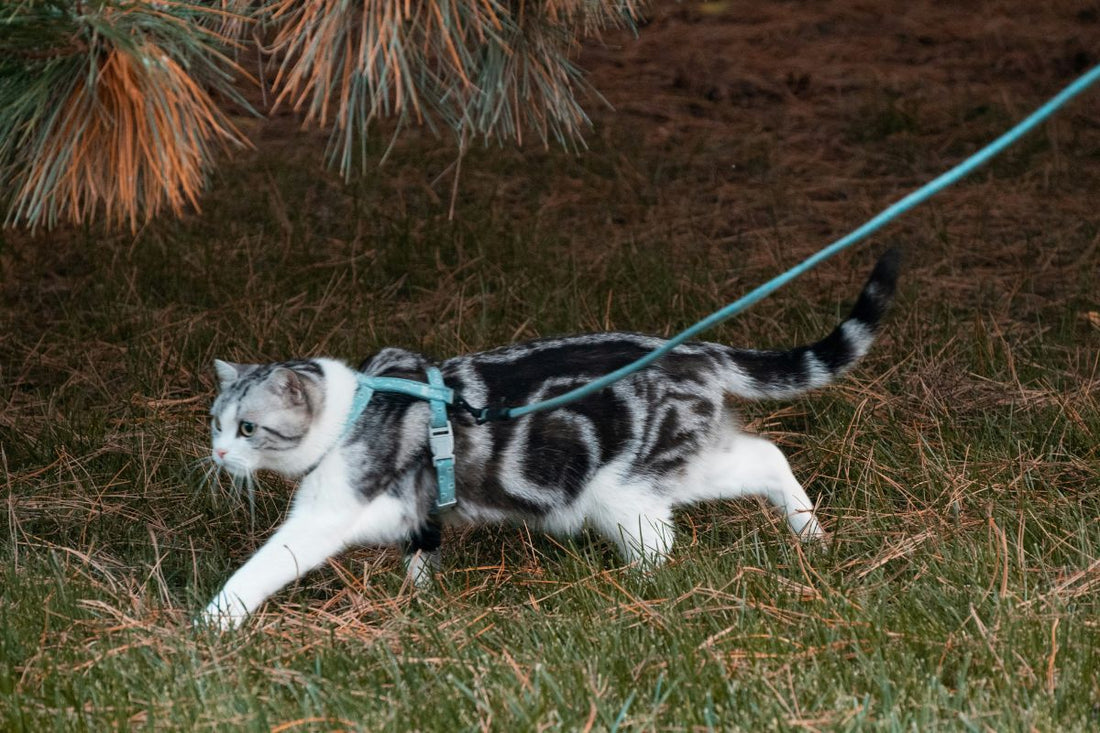 quel est le meilleur harnais pour chat