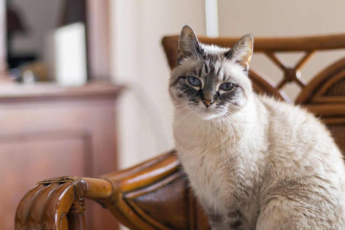 nom de chat femelle 4 lettres