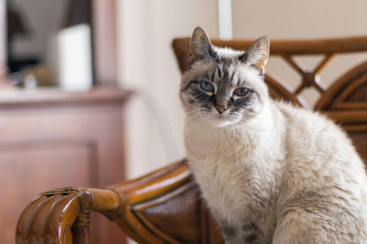 nom de chat femelle 4 lettres