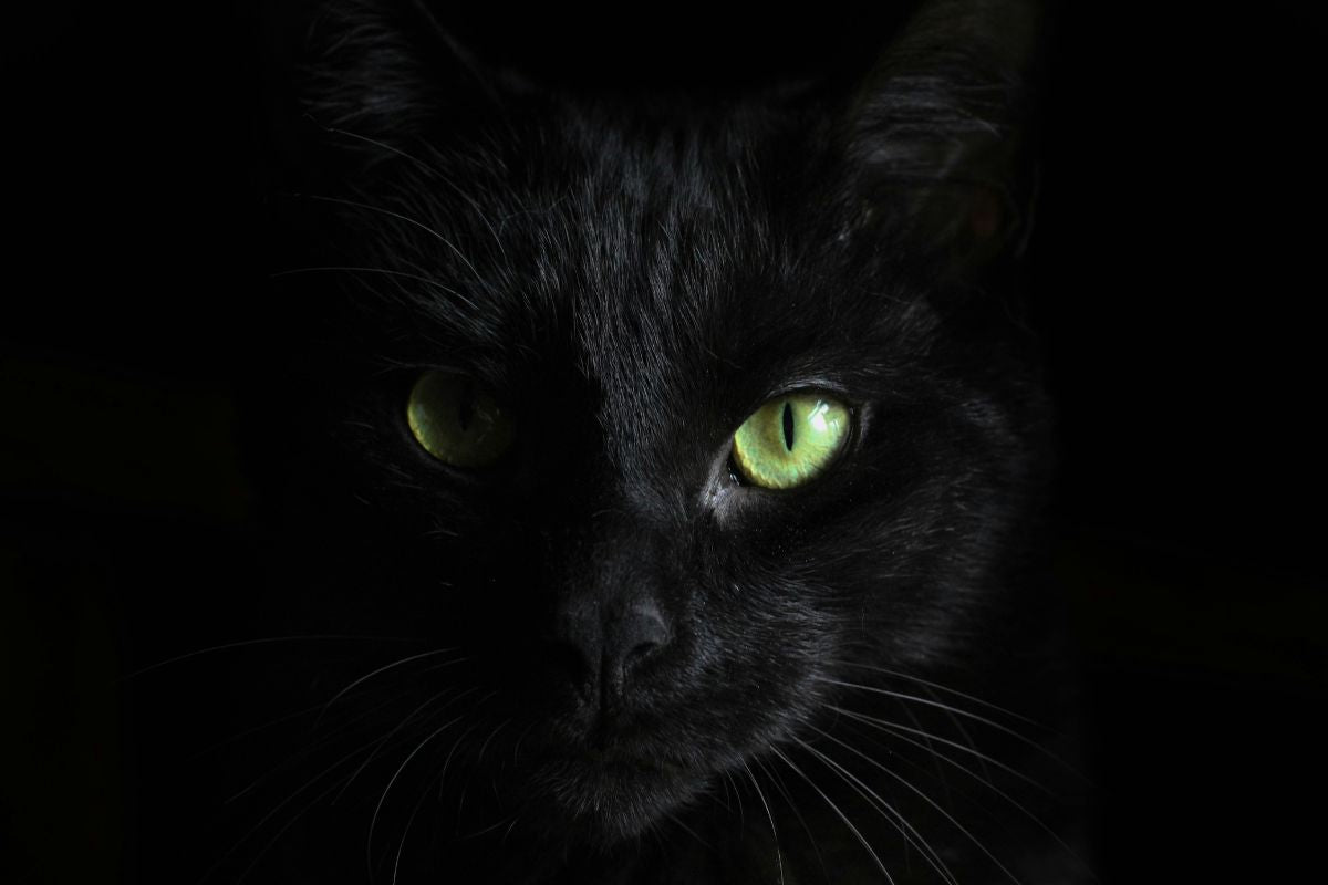 est ce que les chat voient dans le noir