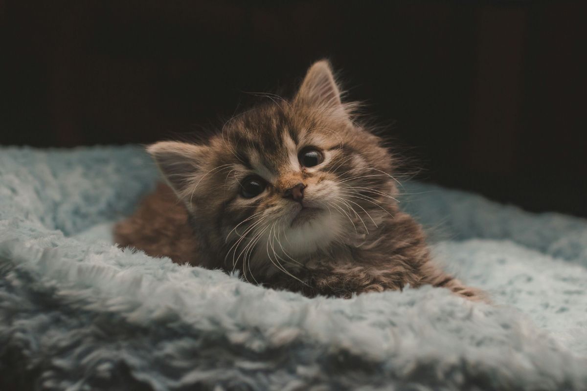combien de temps peut on laisser un chaton seul