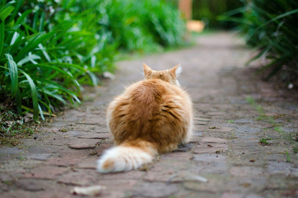 est ce que les chats pètent