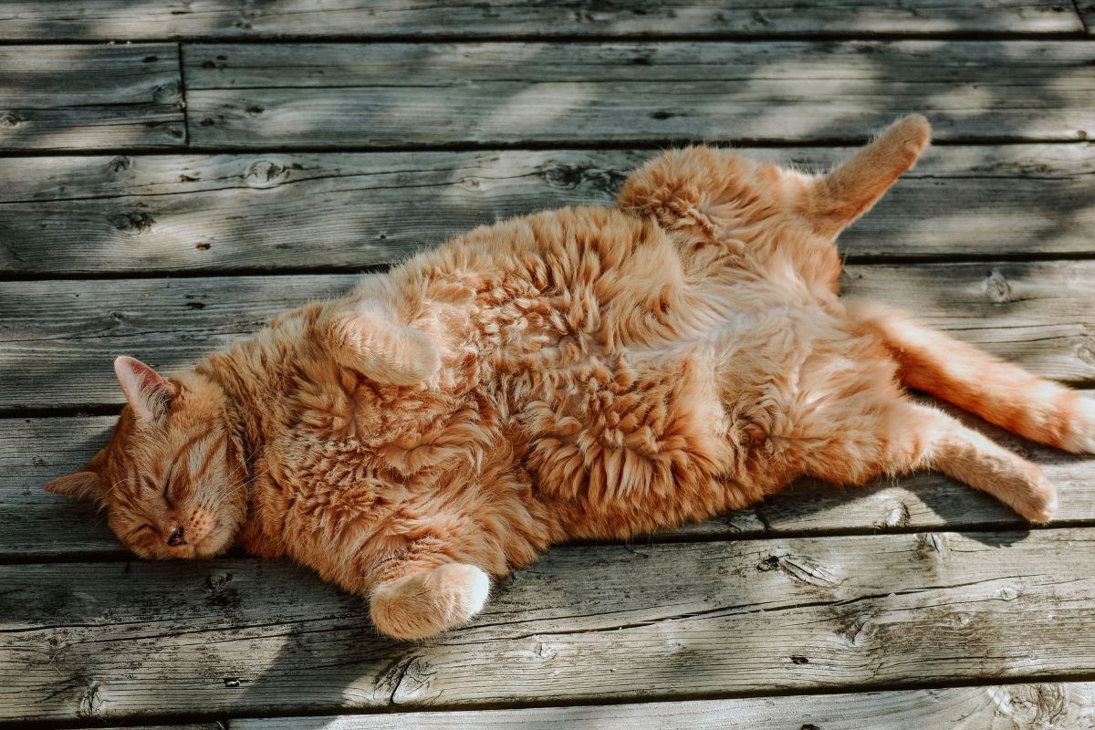 comment calmer les chaleurs d'un chat naturellement