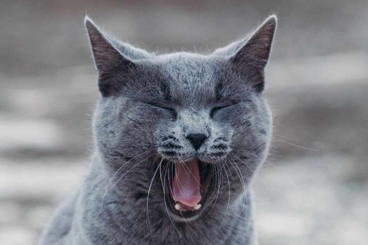 comment soulager un chat qui a du mal à respirer