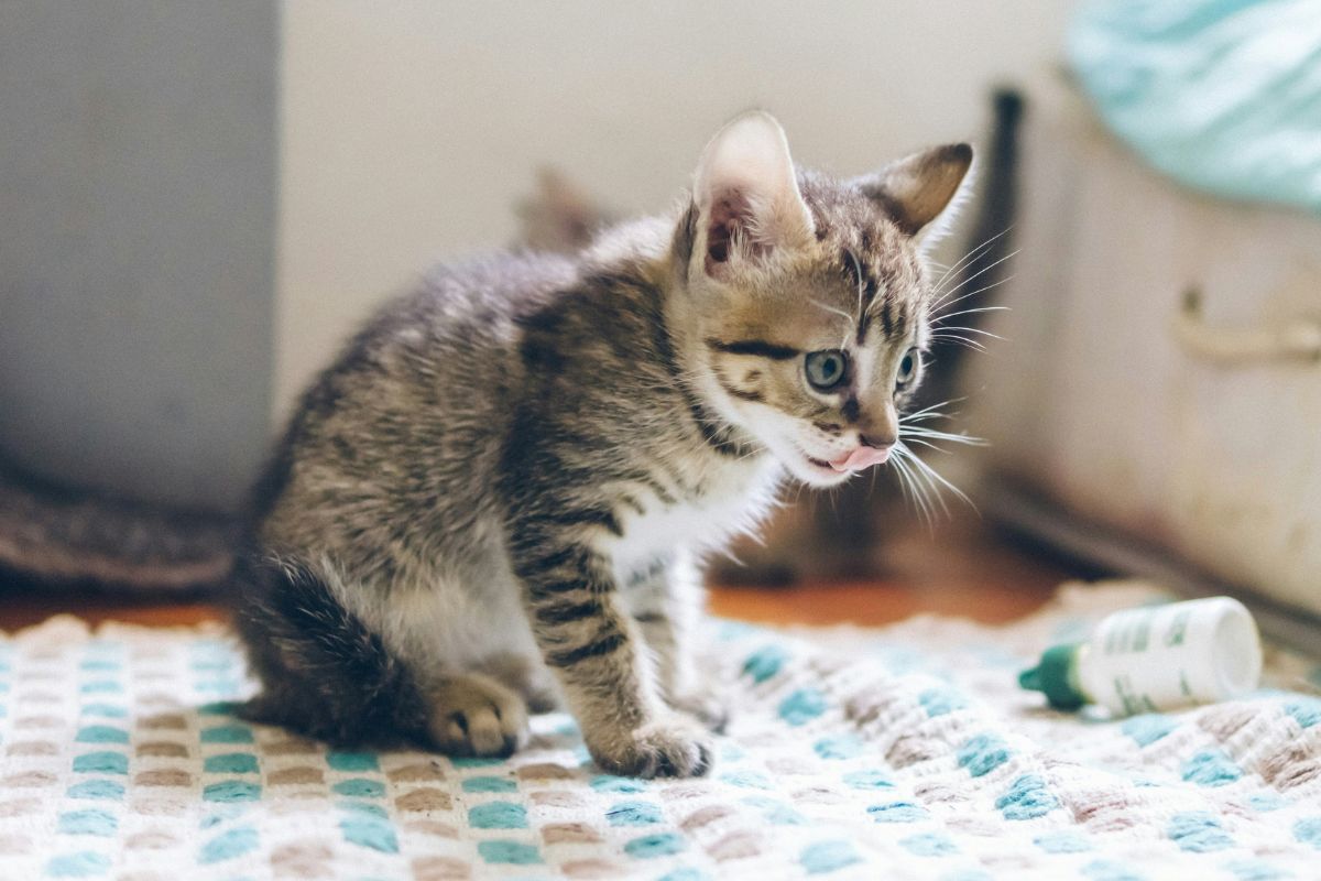 combien de fois un chaton fait pipi par jour