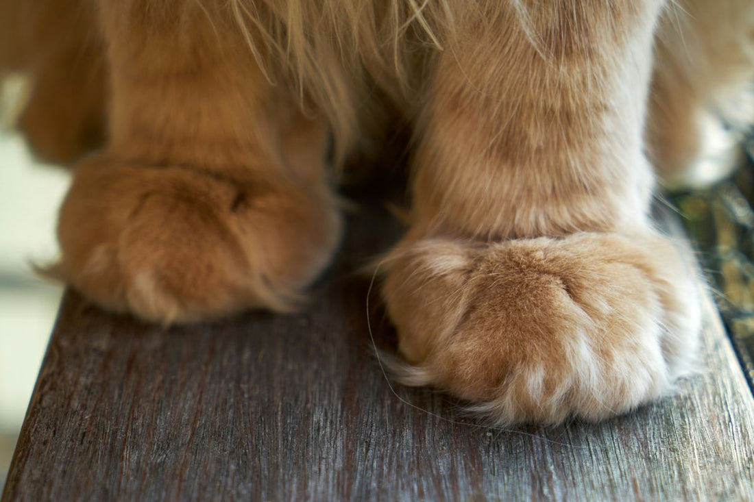 pourquoi un chat patoune