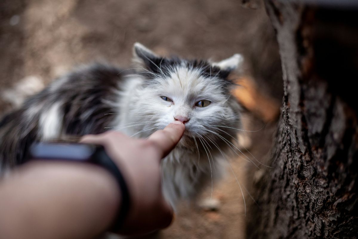 comment retrouver son chat