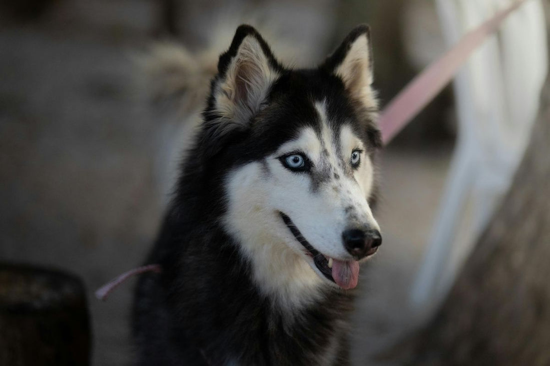 nom de chien femelle élégant
