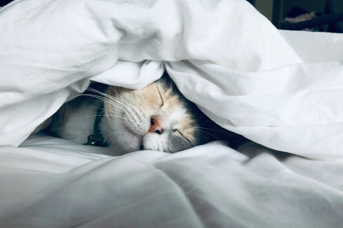 faut-il couvrir un chat quand il dort