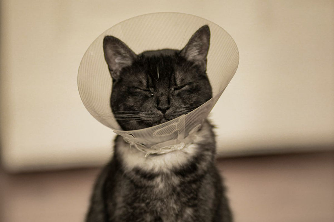 prix collerette chat pharmacie