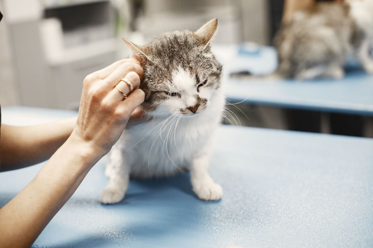 prix d'une nuit chez le veterinaire chat