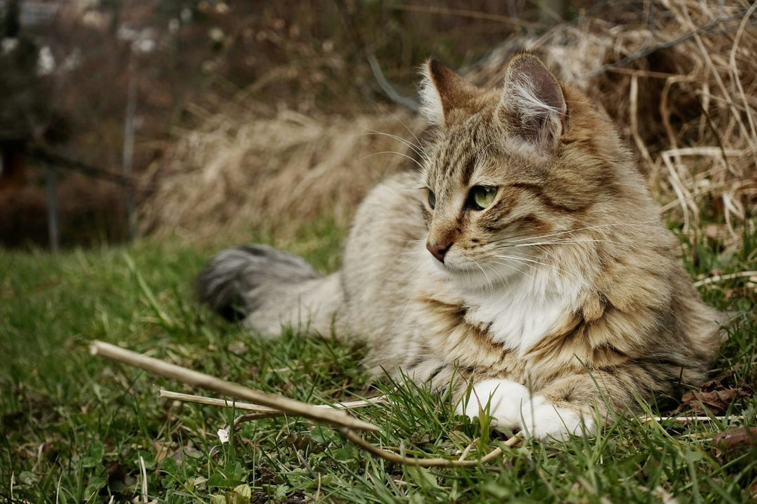 a quel age un chat a sa taille adulte