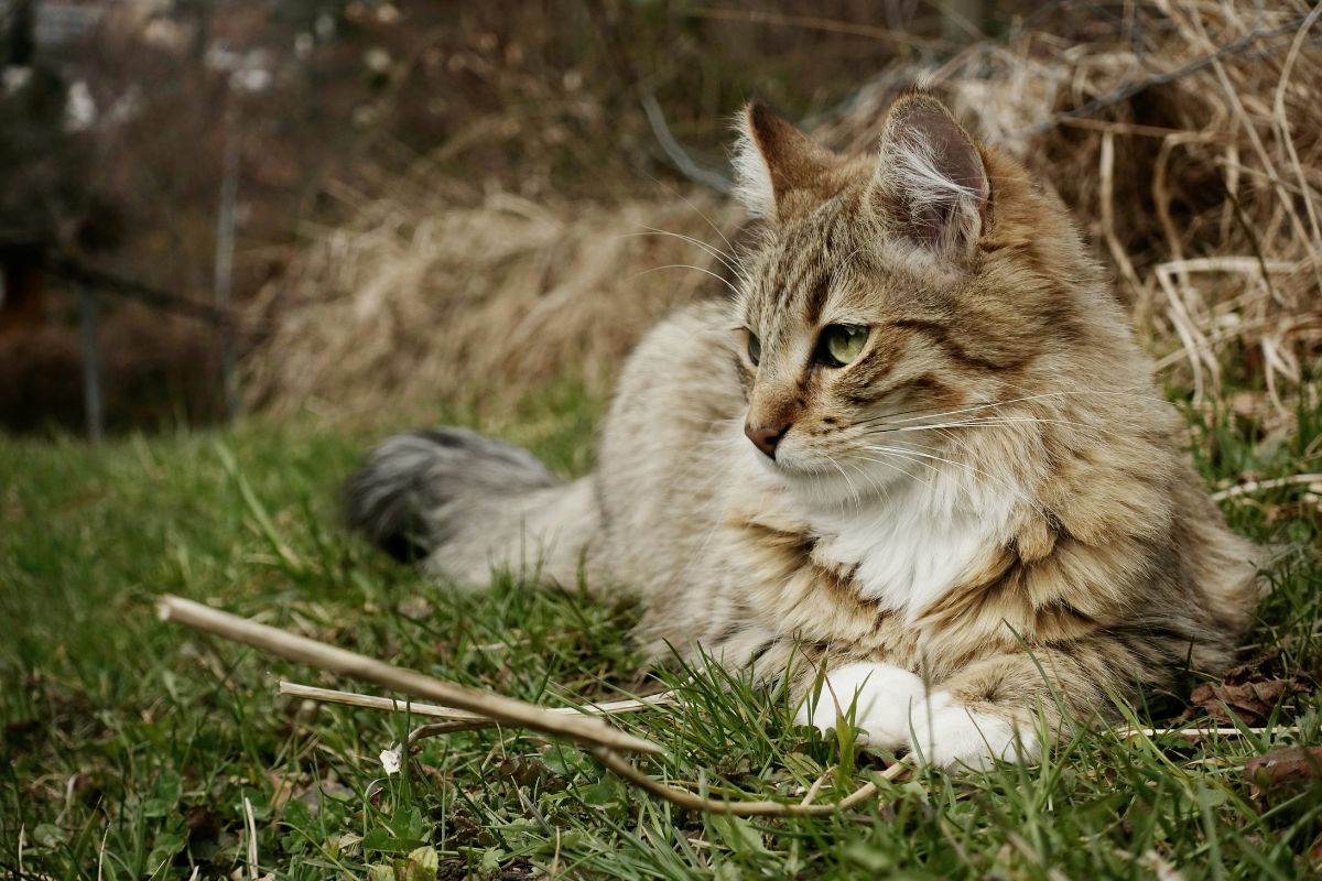 a quel age un chat a sa taille adulte
