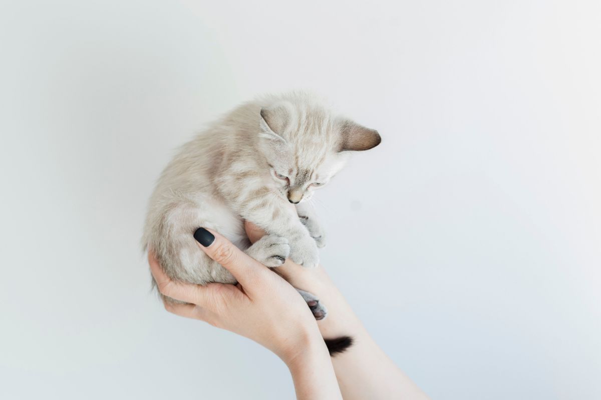 comment savoir si mon chaton m'aime