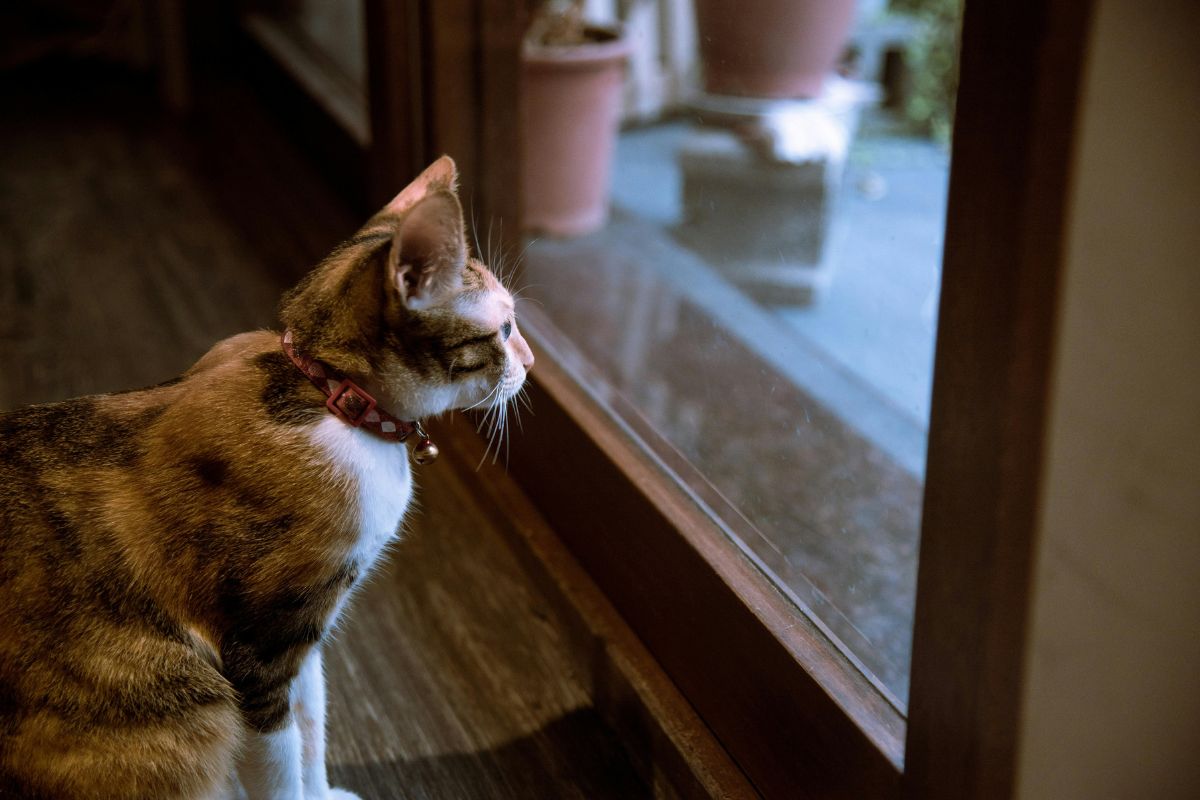 comment calmer un chat qui veut sortir
