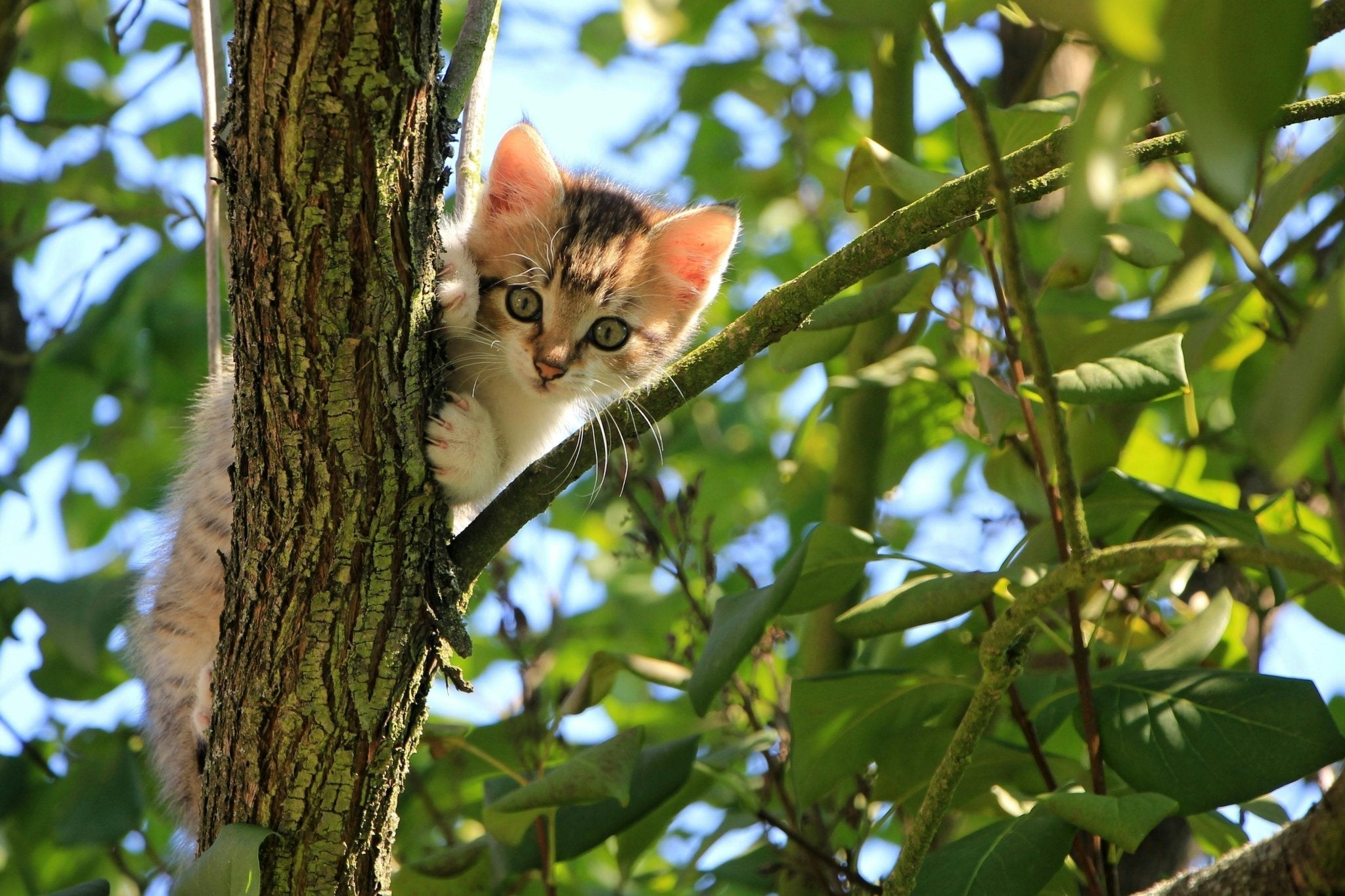 Pipette anti-puce chaton à partir de quel âge : conseils et précautions vétérinaires - Muzo