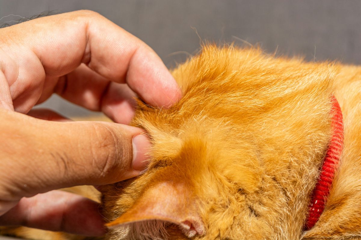 Piqûre de puce de chat : symptômes, risques et solutions efficaces - Muzo