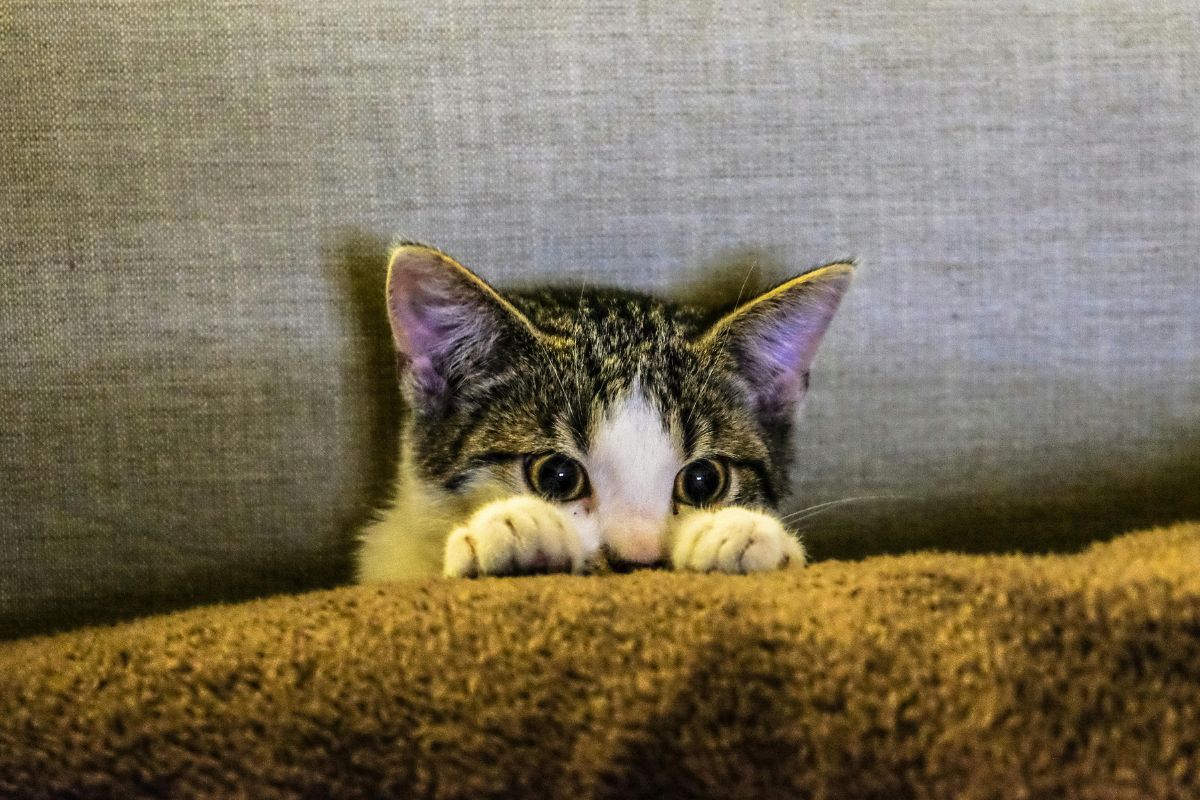 Pourquoi le chat mordille ? Raisons et réactions à adopter - Muzo