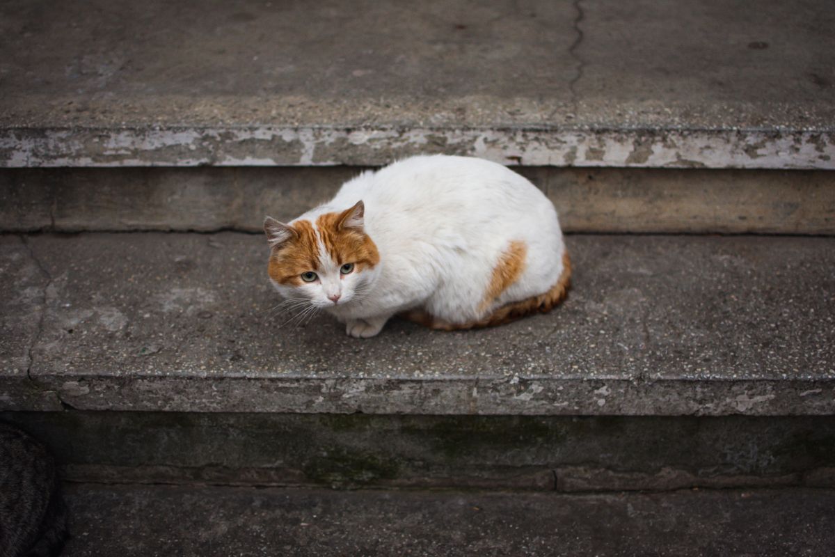 Pourquoi les chats disparaissent du jour au lendemain ? - Muzo