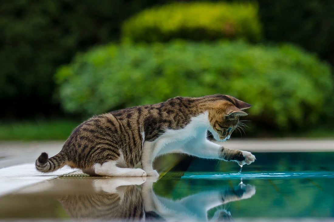 Pourquoi les chats n'aiment pas l'eau : comprendre leur comportement - Muzo
