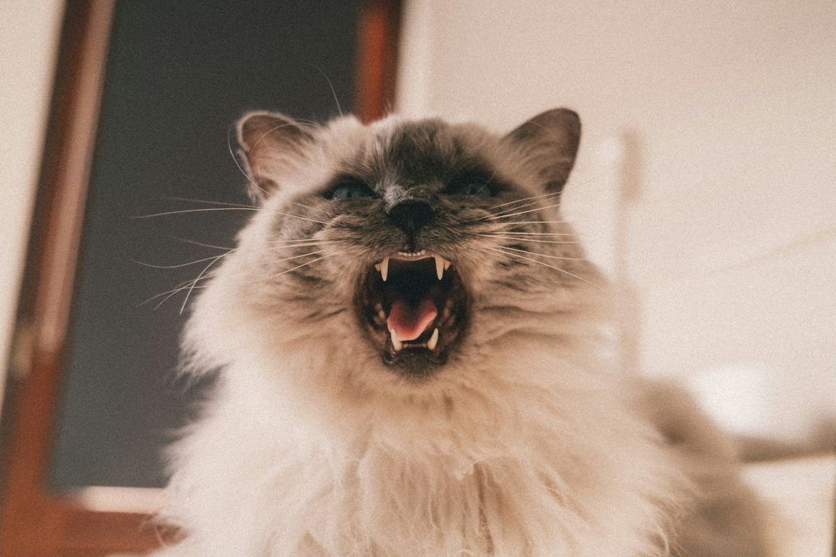 Pourquoi mon chat m'attaque : comprendre et éviter l'agressivité - Muzo