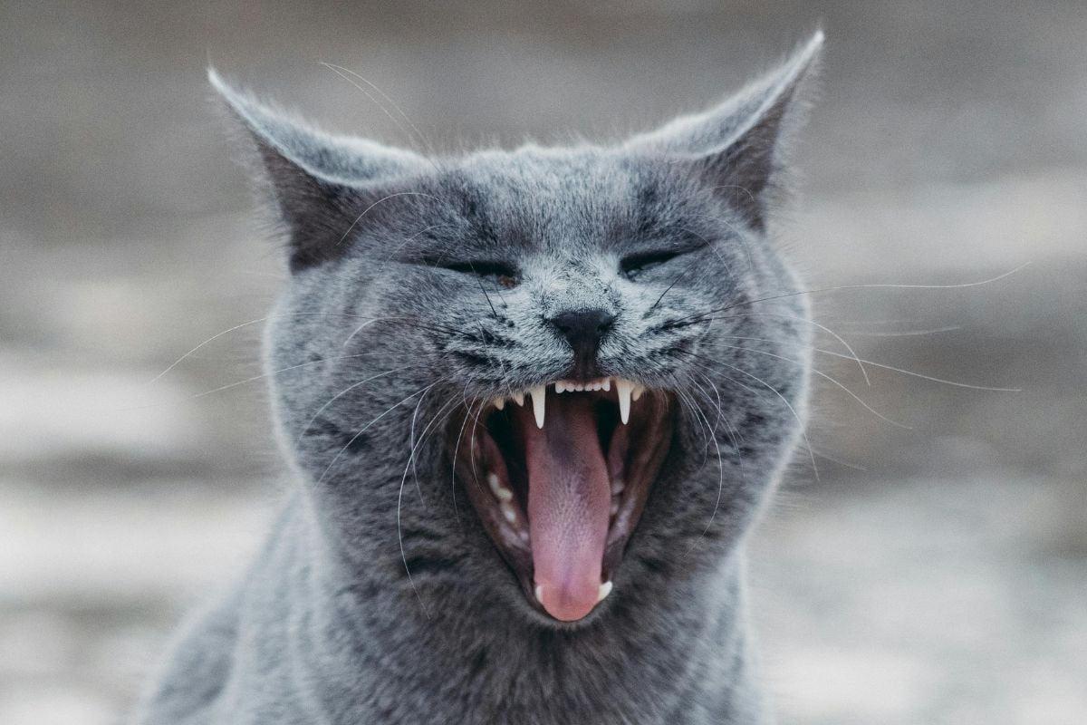 Pourquoi mon chat me mord ou me mordille : raisons et réactions - Muzo