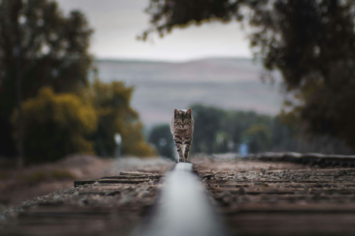 Pourquoi mon chat me suis partout : comprendre ce comportement - Muzo