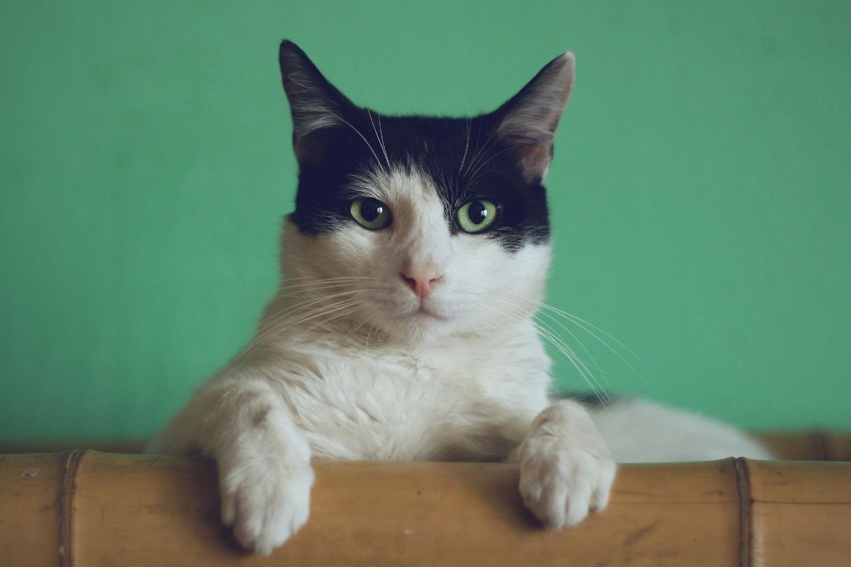 Pourquoi mon chat ne ronronne pas ? - Muzo
