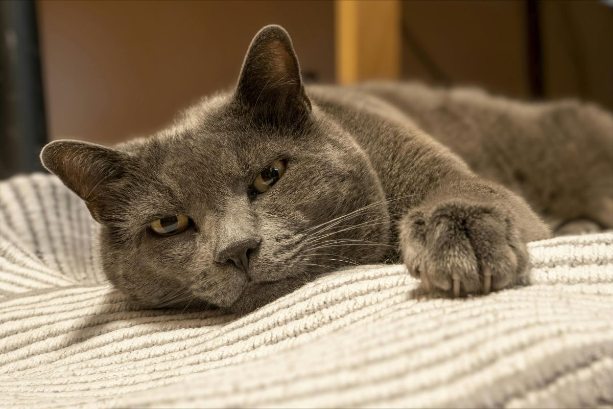 Pourquoi mon chat vomit sa nourriture non digérée ? - Muzo
