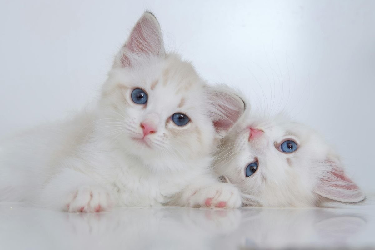 Prénom chaton mâle : idées de noms pour votre félin - Muzo
