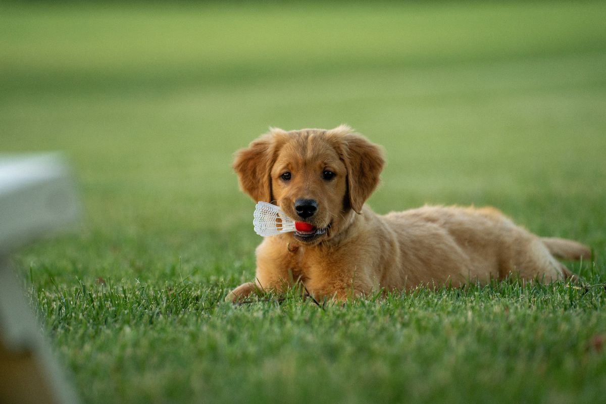 Prénom en V chien : idées et conseils pour bien choisir - Muzo
